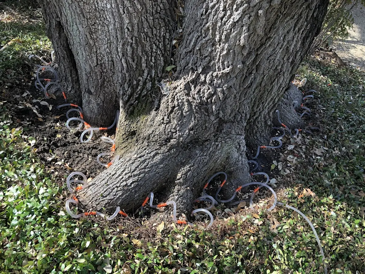 Detailed Tree Cabling and Bracing job site in Wheeler