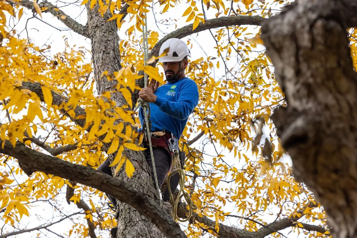 Skilled Tree Planing crew working in Wheeler